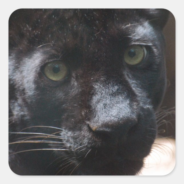 Schwarzer Panther Quadratischer Aufkleber (Vorderseite)