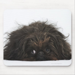 Schwarzer Pekingese Hund, der sich hinlegt Mousepad