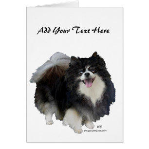 Schwarzer Pomeranian