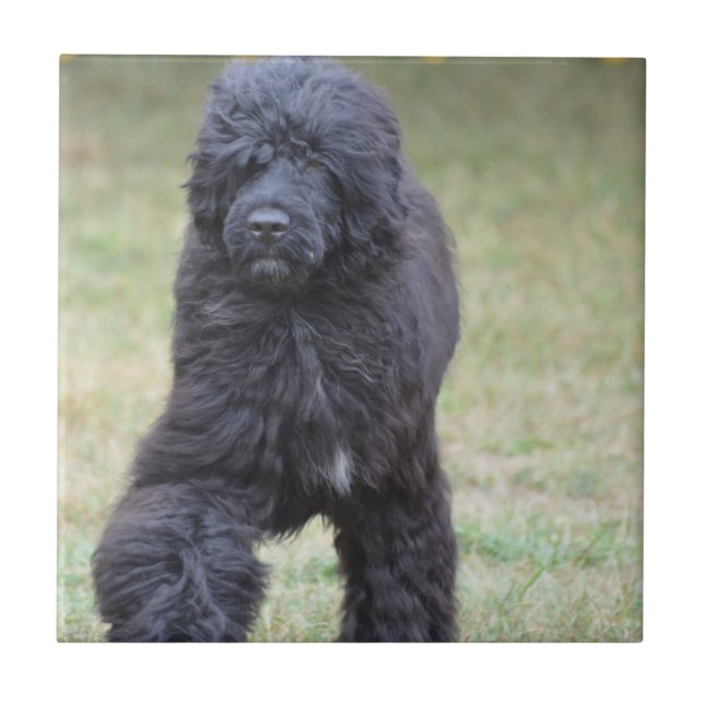 Schwarzer portugiesischer Wasser-Hund Fliese (Vorderseite)