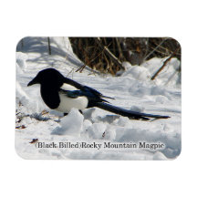Schwarzer Rocky Mountain Magpie Magnet