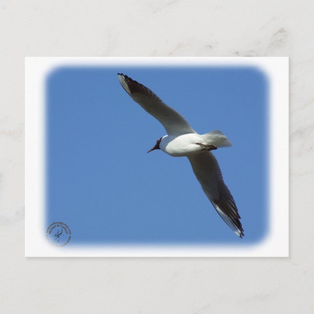 Schwarzer Schädel 8R32D-04 Postkarte (Vorderseite)