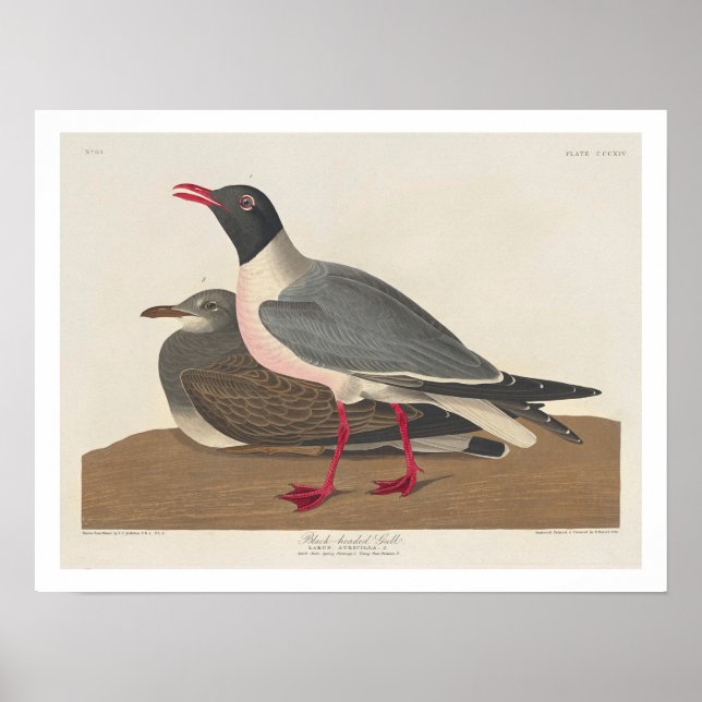 Schwarzer Schädel von Audubon Poster (Vorne)