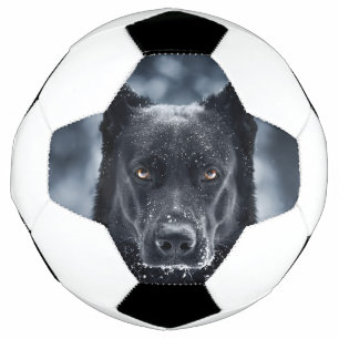 Schwarzer Schäfer Fußball
