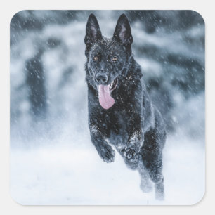 Schwarzer Schäfer im Schnee Quadratischer Aufkleber