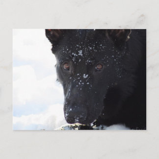 Schwarzer Schäfer Postkarte