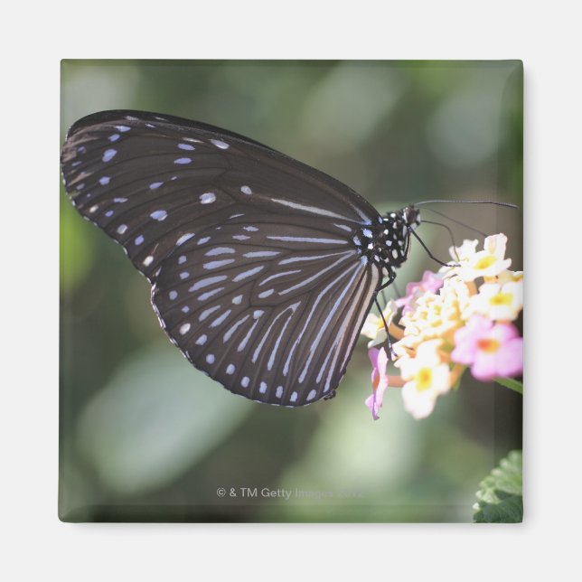 Schwarzer Schmetterling auf der Blume Magnet (Vorne)
