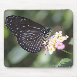 Schwarzer Schmetterling auf der Blume Mousepad