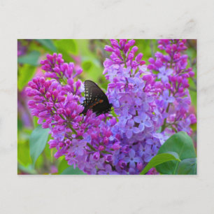 Schwarzer Schmetterling auf der Lilac Postkarte