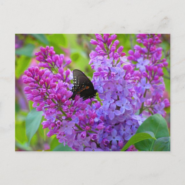 Schwarzer Schmetterling auf der Lilac Postkarte (Vorderseite)
