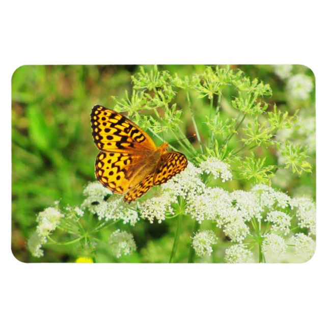 Schwarzer Schmetterling auf weißen Blume Magnet (Horizontal)