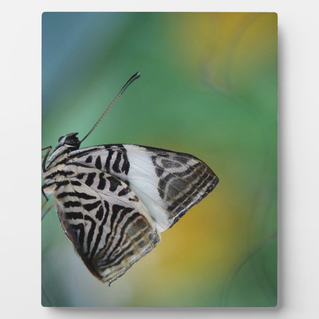 Schwarzer Schmetterling Fotoplatte (Vorderseite)