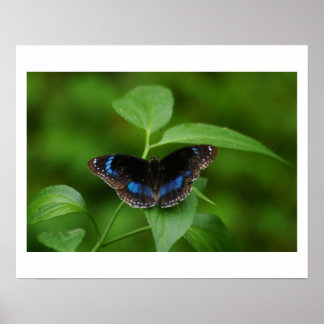 Schwarzer Schmetterling Poster