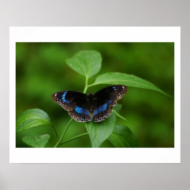 Schwarzer Schmetterling Poster (Vorne)