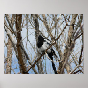 Schwarzer-Schnabel-Magpie, Colorado Poster