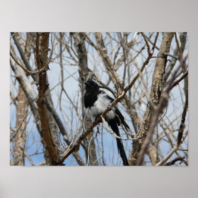 Schwarzer-Schnabel-Magpie, Colorado Poster (Vorne)