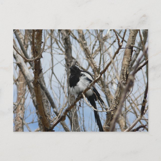 Schwarzer-Schnabel-Magpie, Colorado Postkarte (Vorderseite)