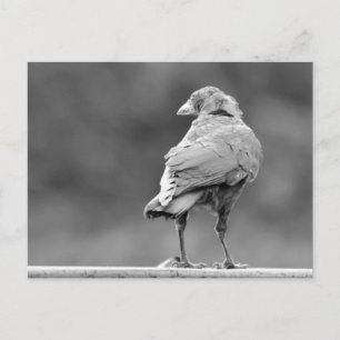 Schwarzer Schnitt Postkarte