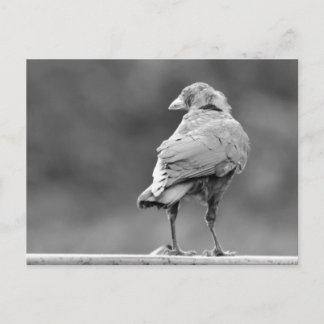 Schwarzer Schnitt Postkarte