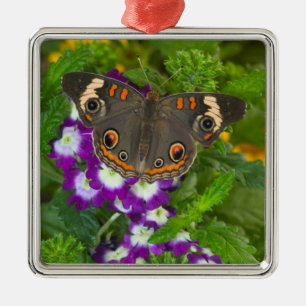 Schwarzer Schwalbenschwanz Ornament Aus Metall