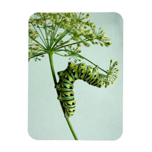 Schwarzer Schwalbenschwanz-Raupe frisst Petersilie Magnet