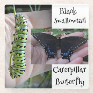 Schwarzer Schwalbenschwanz-Raupen/Schmetterling Glasuntersetzer