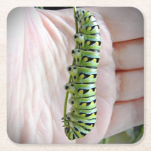 Schwarzer Schwalbenschwanz Raupen/Schmetterling