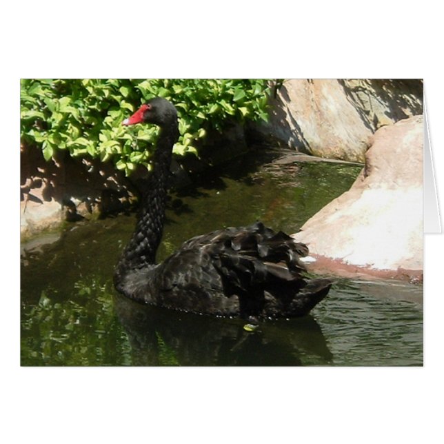 Schwarzer Schwan (Vorderseite (Horizontal))