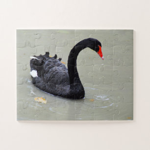 Schwarzer Schwan