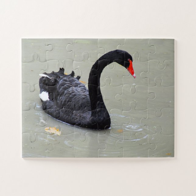 Schwarzer Schwan (Horizontal)
