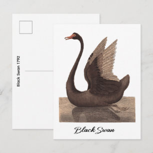 Schwarzer Schwan 1792 Postkarte
