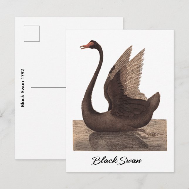 Schwarzer Schwan 1792 Postkarte (Vorne/Hinten)