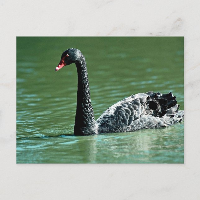 Schwarzer Schwan, Australien Postkarte (Vorderseite)