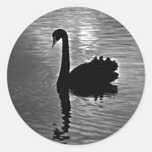 Schwarzer Schwan - australisches gebürtiges Tier Runder Aufkleber