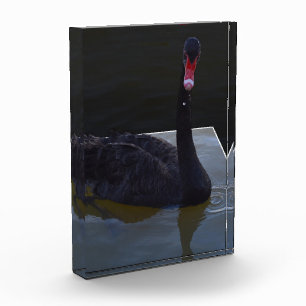 Schwarzer Schwan im Maßteich schwimmen, Fotoblock