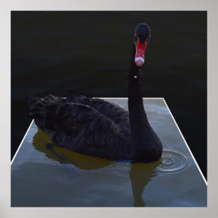 Schwarzer Schwan im Maßteich schwimmen, Poster