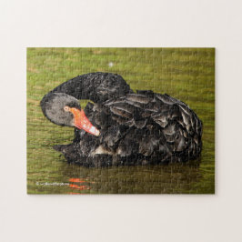 Schwarzer Schwan im Teich