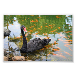 Schwarzer Schwan in einem Goldfischteich Fotodruck