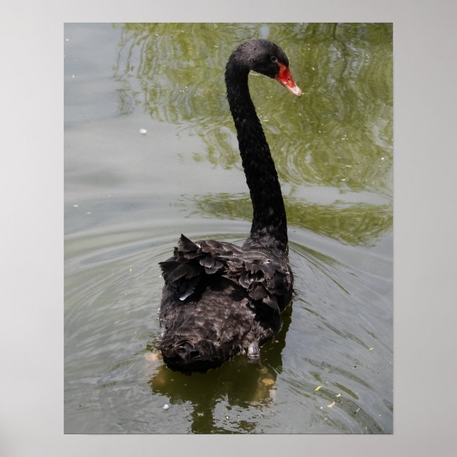 Schwarzer Schwan in ruhigem Teich Poster (Vorne)
