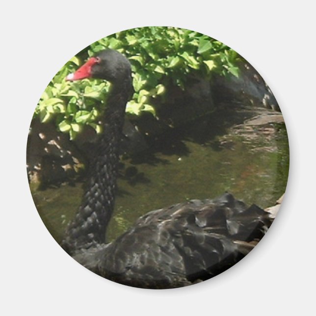 Schwarzer Schwan Magnet (Vorne)