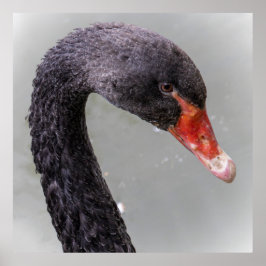 Schwarzer Schwan Poster