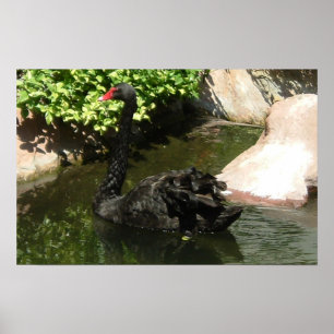 Schwarzer Schwan Poster