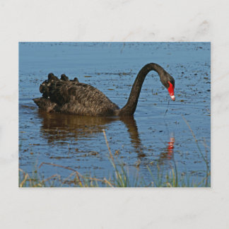 Schwarzer Schwan Postkarte