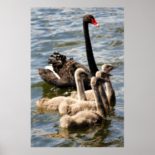Schwarzer Schwan und Cygnets Poster