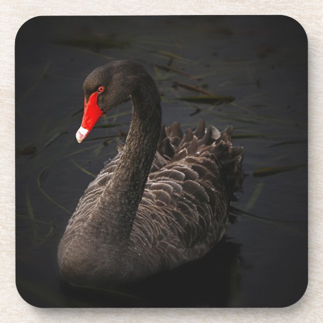 Schwarzer Schwan Untersetzer (Vorderseite)
