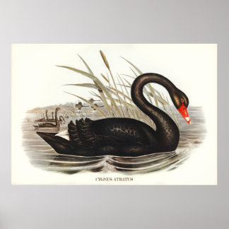 Schwarzer Schwan Vintag Poster