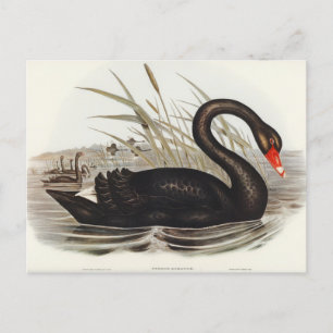 Schwarzer Schwan von Elizabeth Gould Postkarte