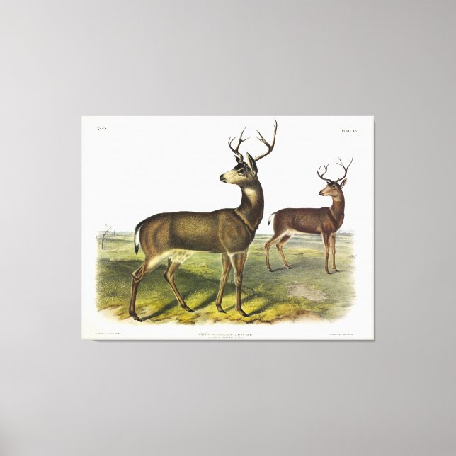 Schwarzer Schwanz, Schwarzschwanz, von Audubon Leinwanddruck (Vorderseite)