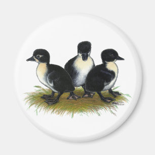 Schwarzer Schwedischer Ducklings Magnet