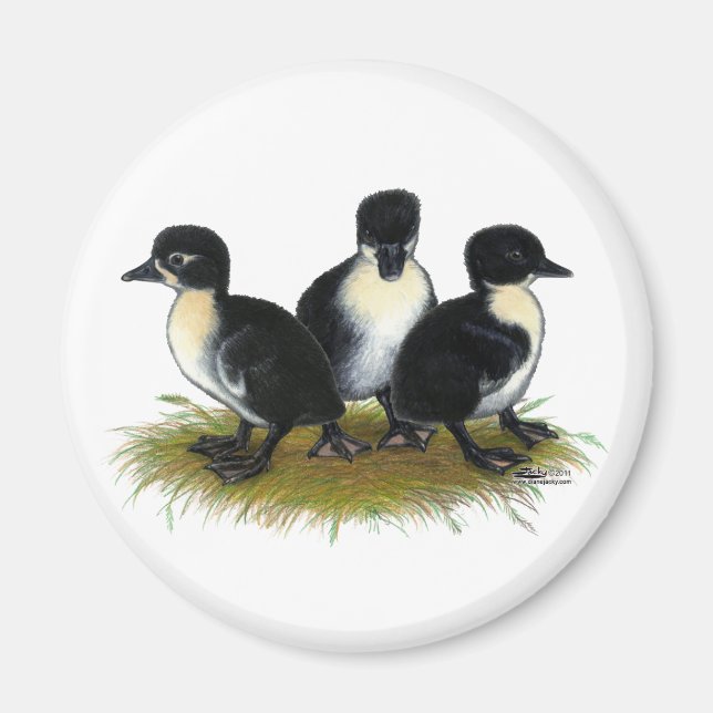 Schwarzer Schwedischer Ducklings Magnet (Vorne)